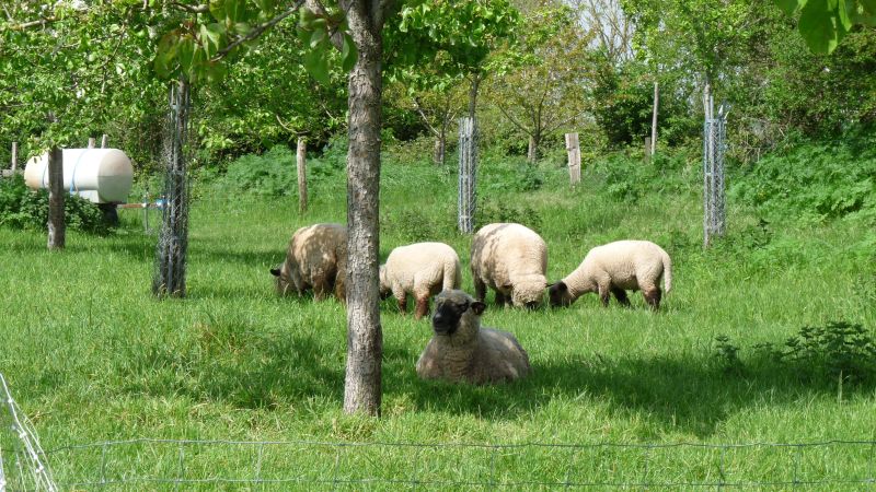 Le verger et le bocage Normand
