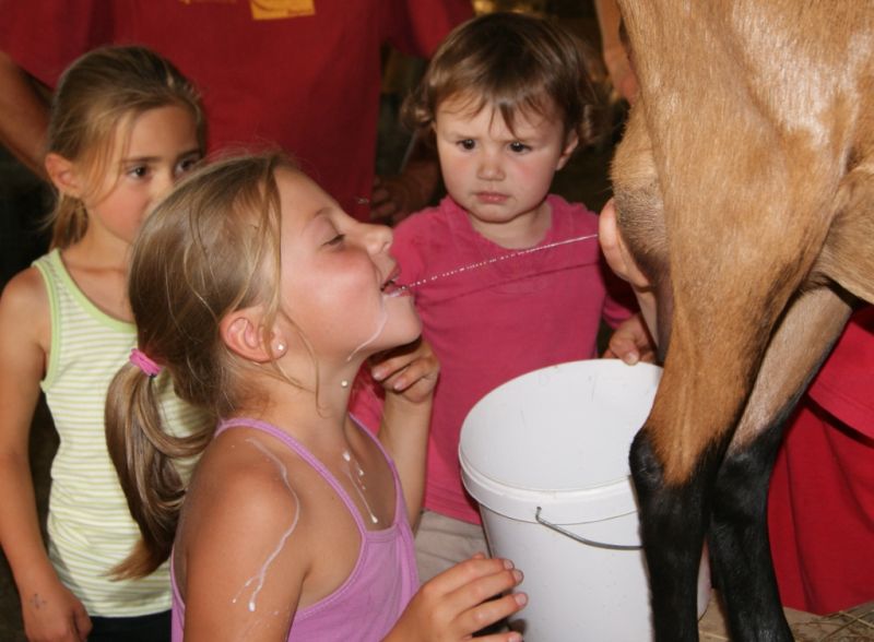 De la chèvre aux fromages