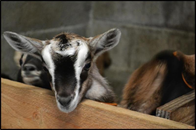 Atelier Les animaux de la ferme