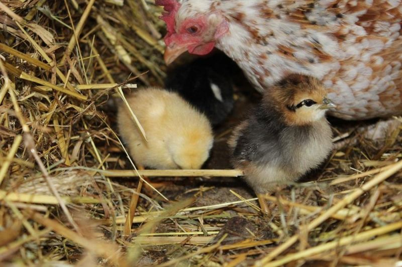 Les poules et compagnie