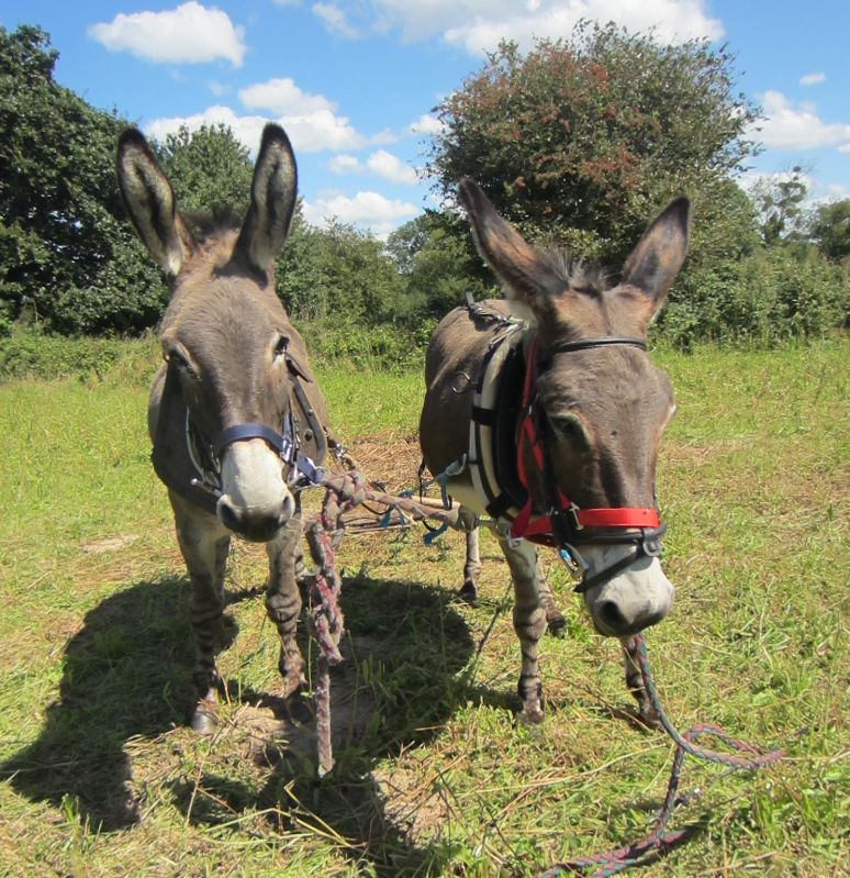 Les ânes du Cotentin