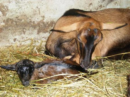 Notre chèvrerie à Granville dans la Manche