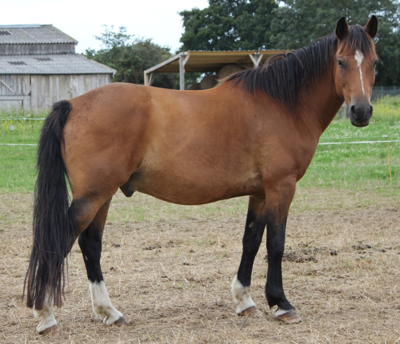 Maraichage bio à Granville