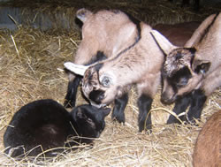 Les animaux de notre ferme à Granville
